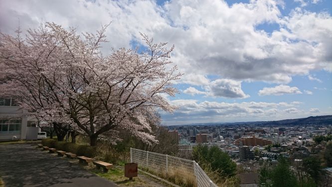キャンパス内の桜.JPG