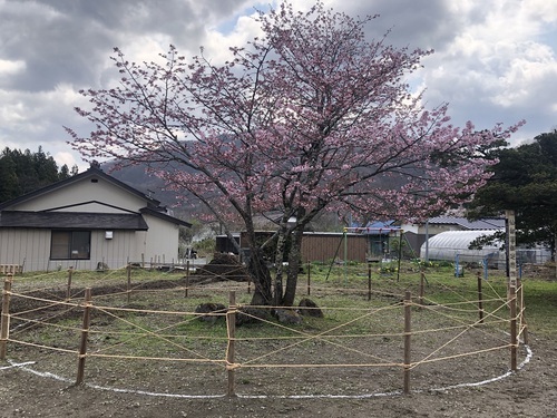 野尻の桜.jpg